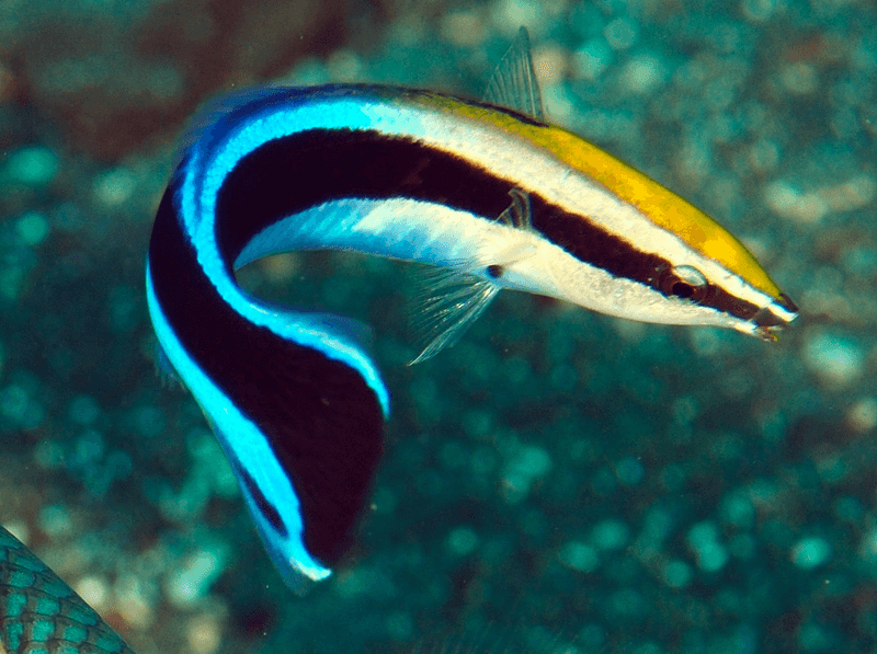 Cleaner Wrasse