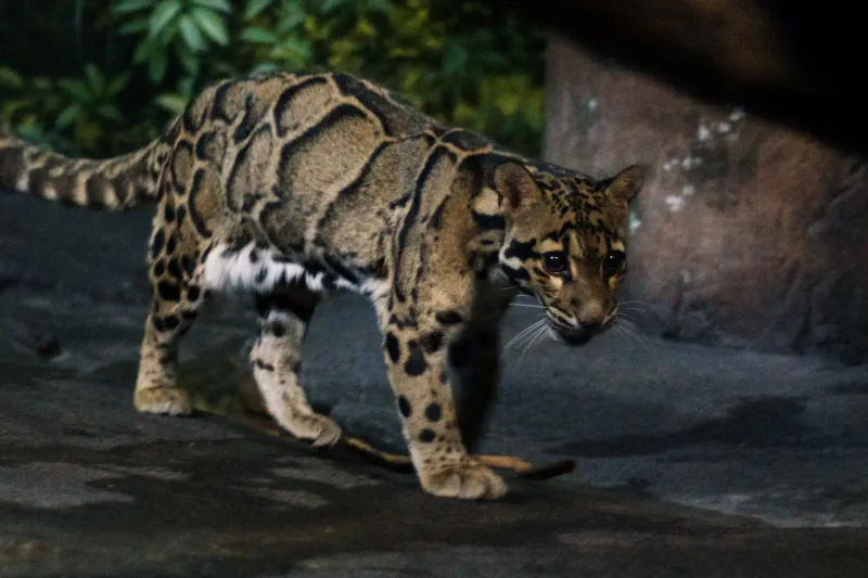 Cleopatra's Pet Leopard, Spot