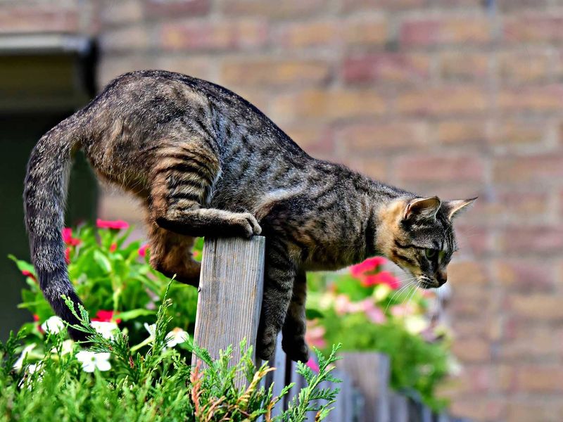Climbing Skills