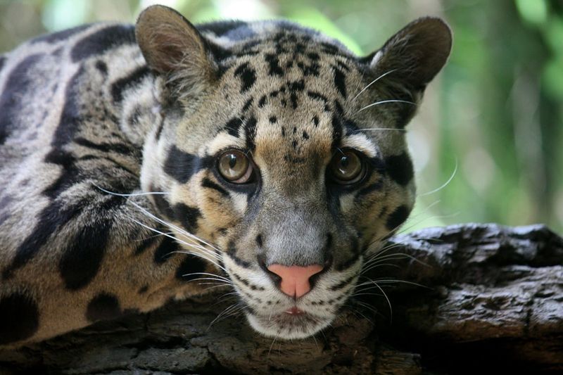 Clouded Leopard