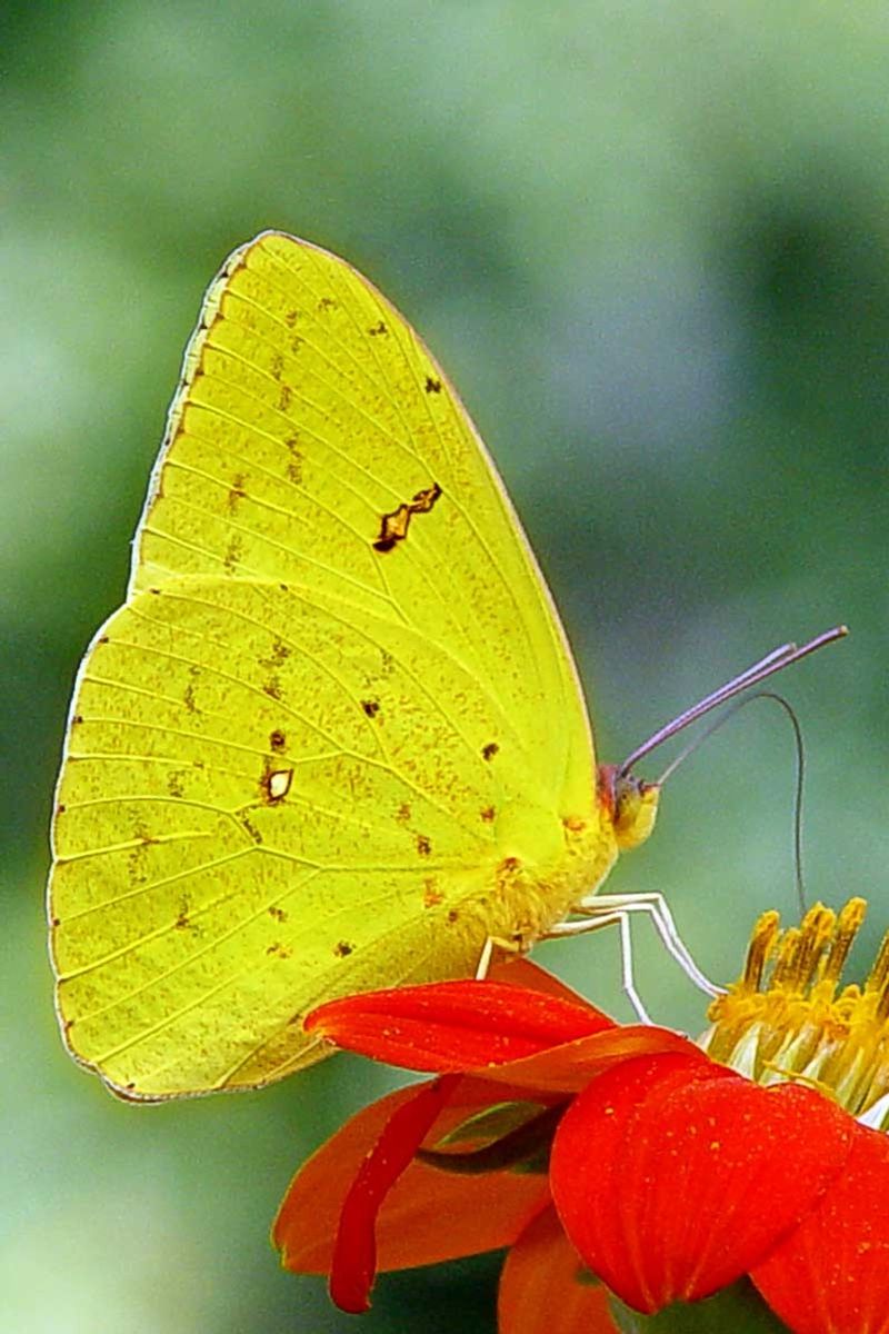 Clouded Sulphur