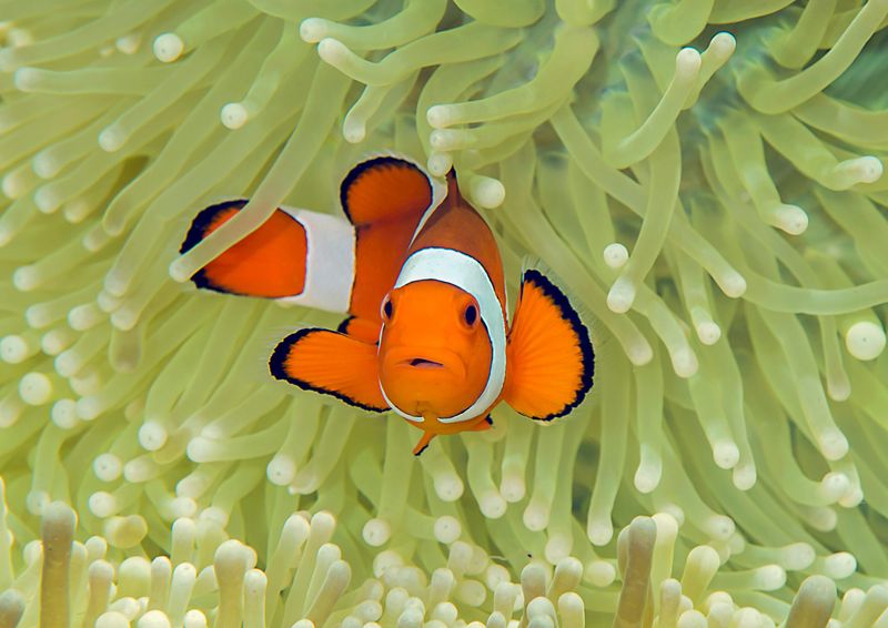 Clownfish