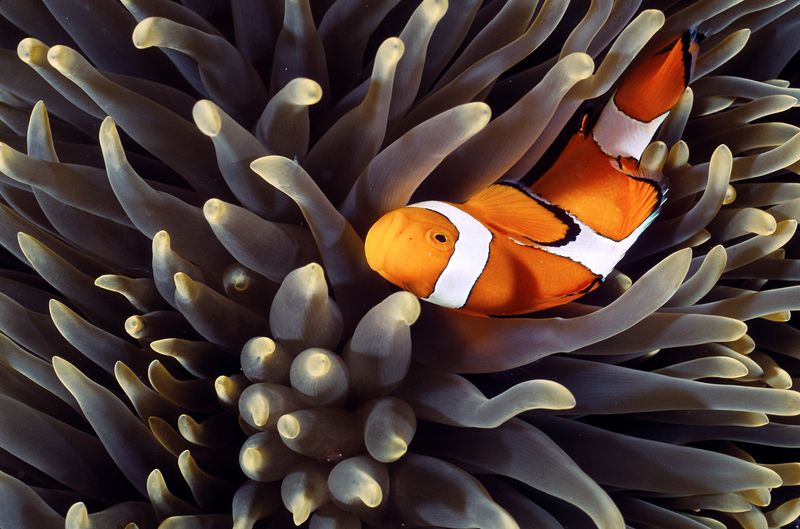 Clownfish's Symbiotic Relationships