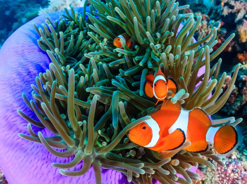 Clownfish