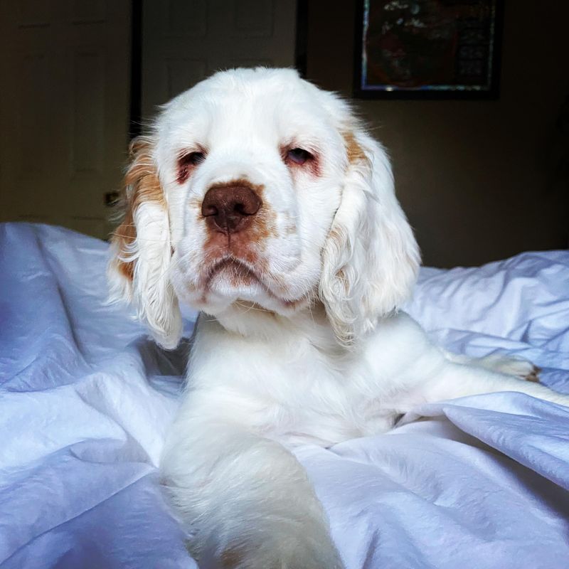 Clumber Spaniel