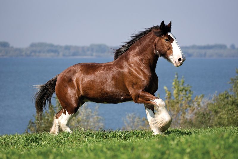 Clydesdale