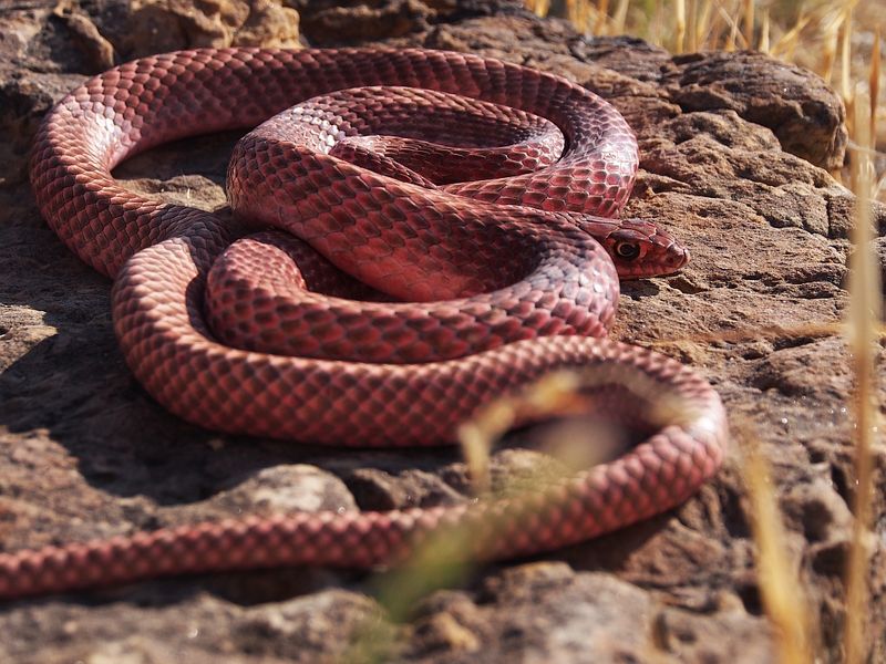 Coachwhip Snake