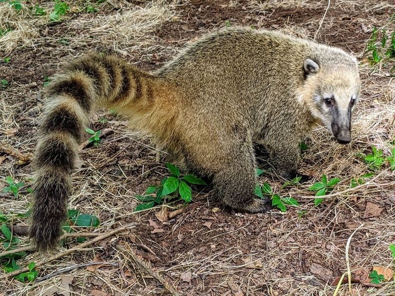 Coatimundi