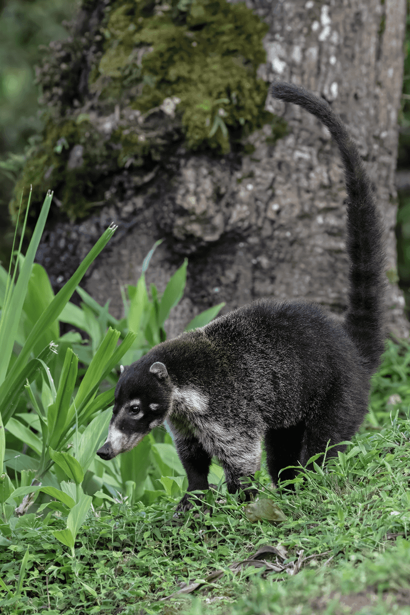 Coatis