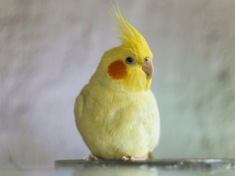 Cockatiel