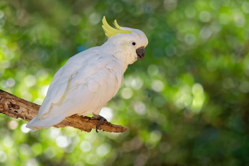 Cockatoo