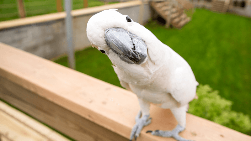 Cockatoo