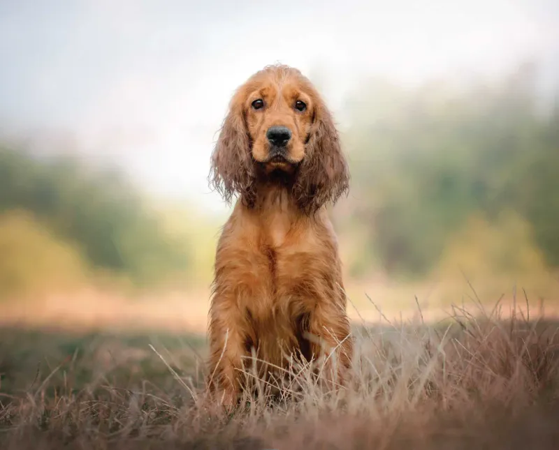 Cocker Spaniel