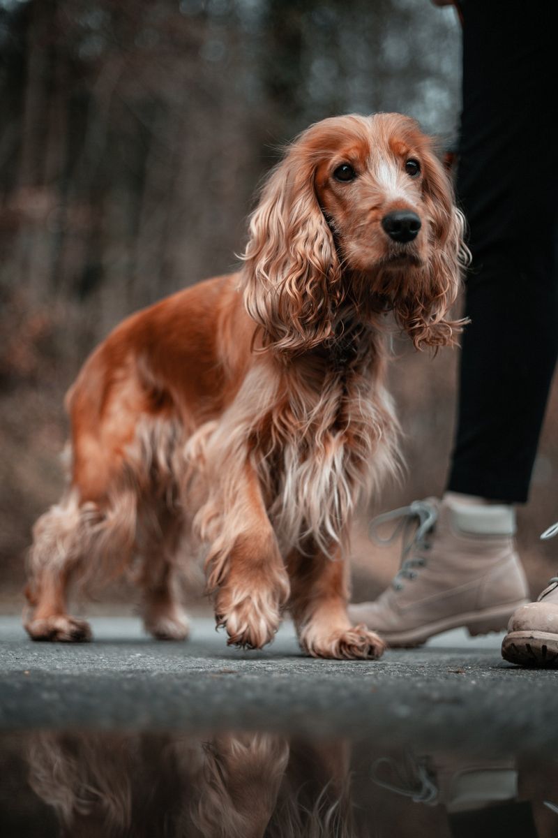 Cocker Spaniel