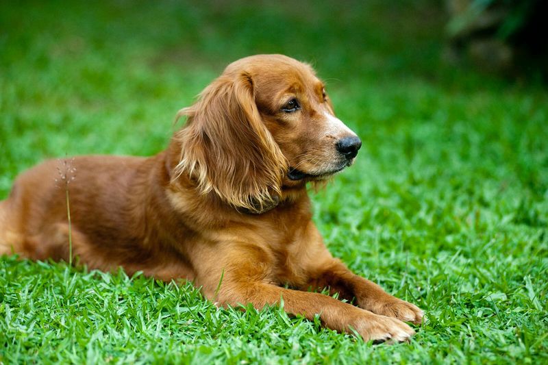 Cocker Spaniel