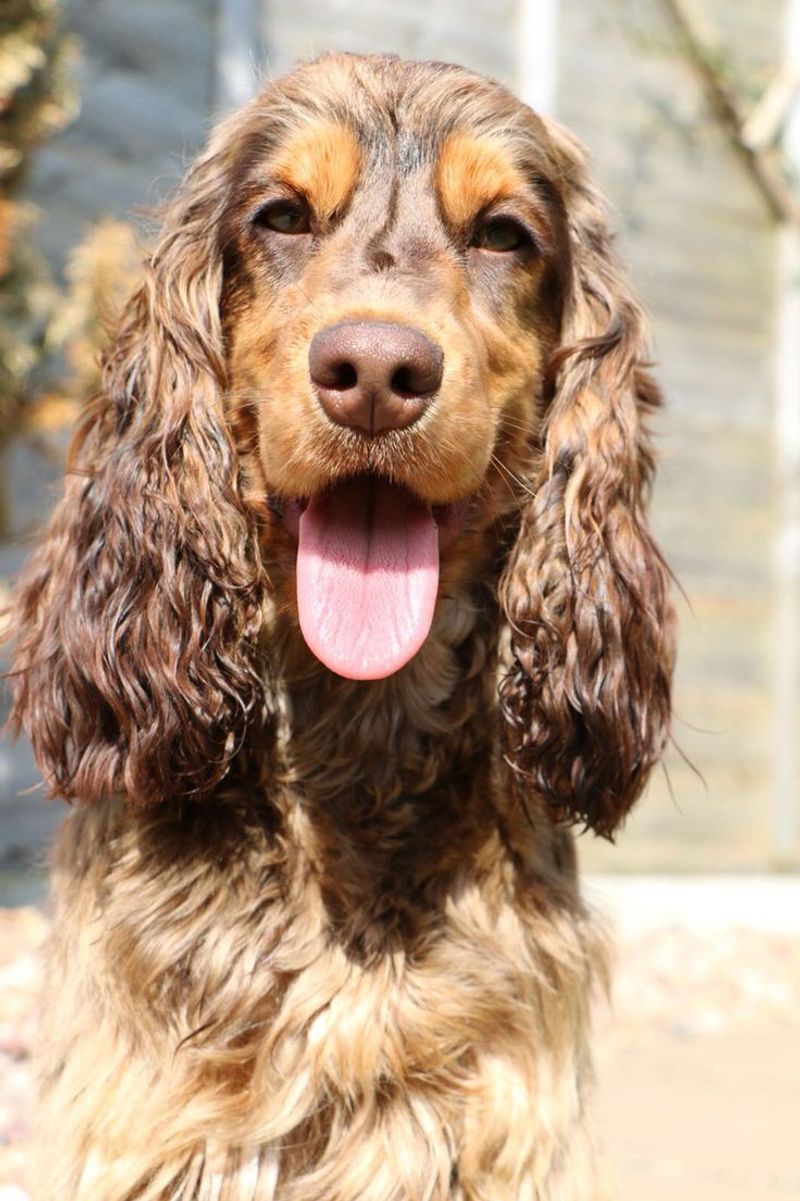 Cocker Spaniel