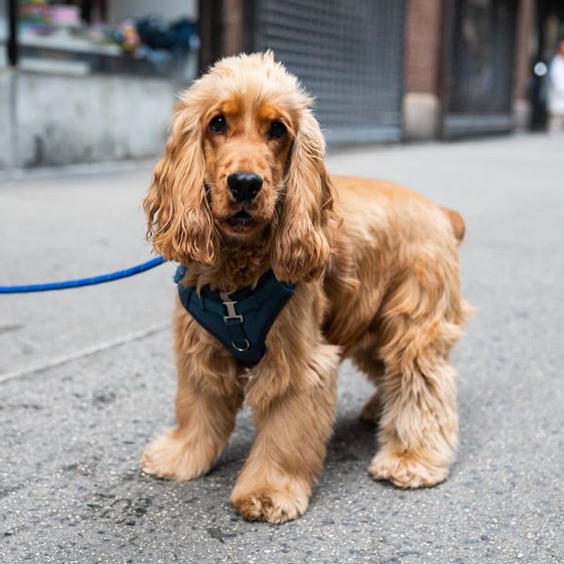 Cocker Spaniel