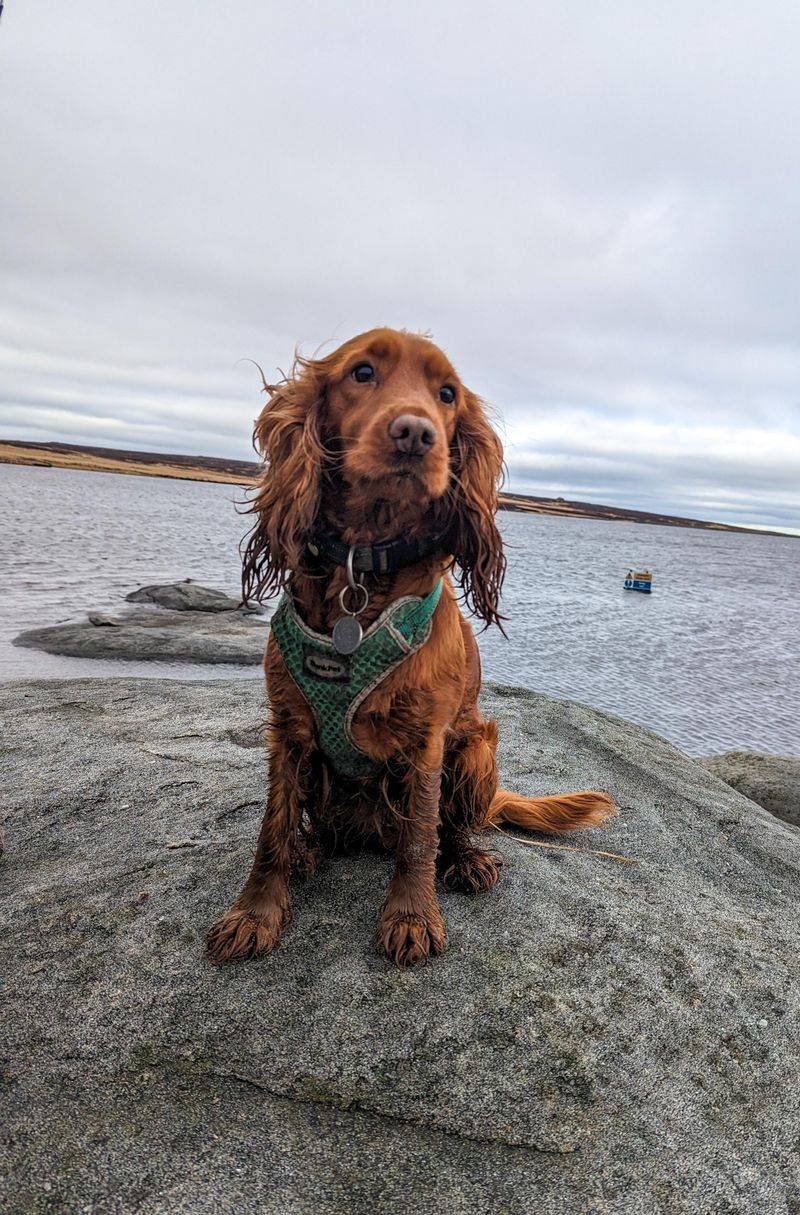 Cocker Spaniel