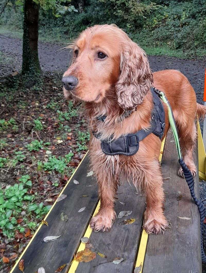 Cocker Spaniel