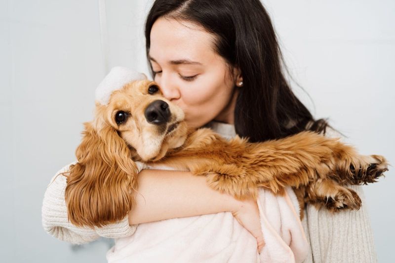 Cocker Spaniel