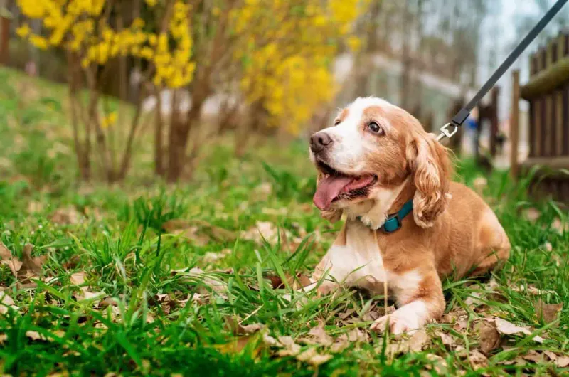 Cocker Spaniel