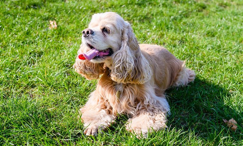 Cocker Spaniel