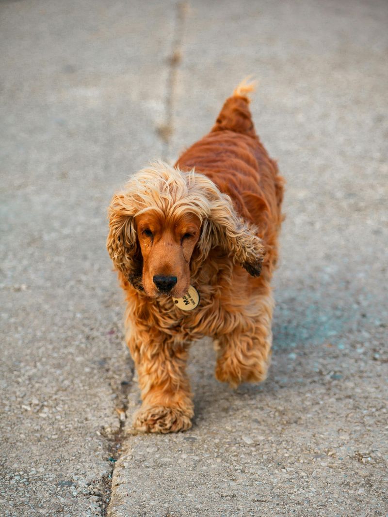 Cocker Spaniel