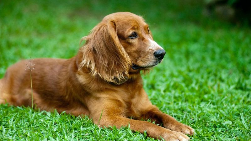 Cocker Spaniel