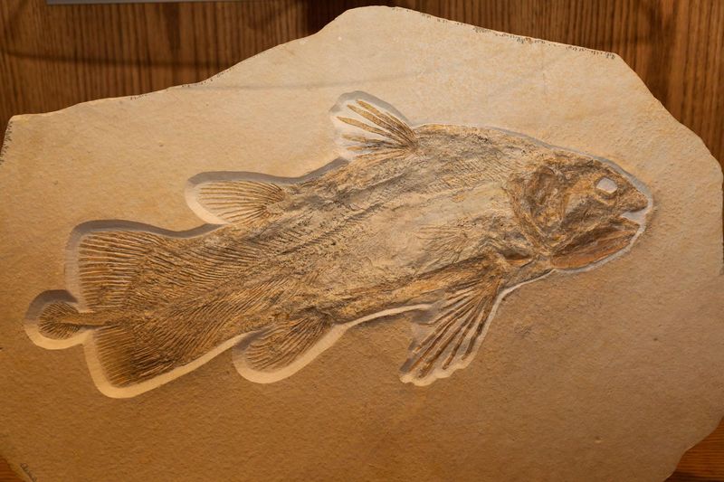 Coelacanth Fossil