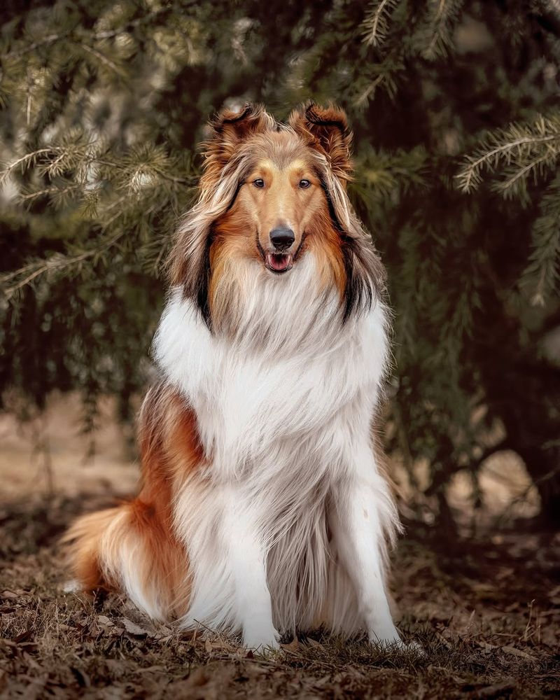 Collie