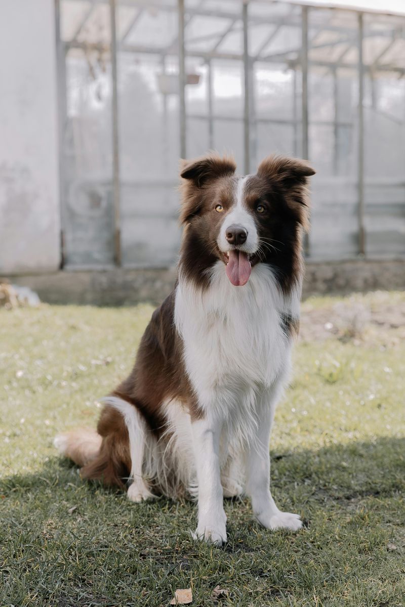 Collie