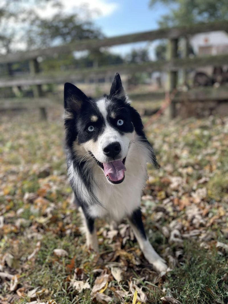 Collie Husky