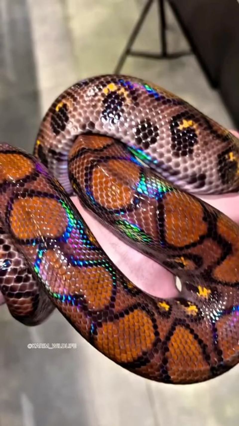 Colombian Rainbow Boa