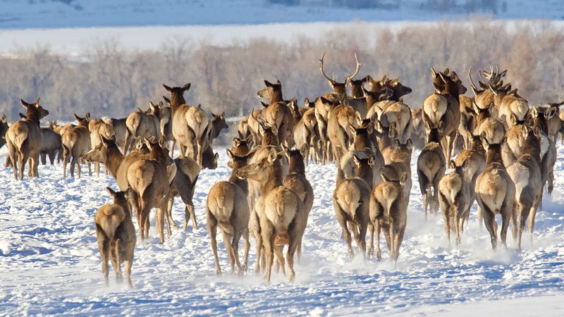 Colorado's Elk Crossings