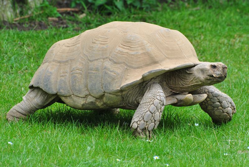 Colossus the African Spurred Tortoise