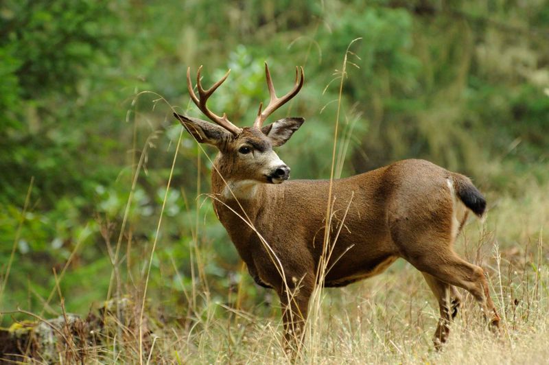 Columbian Black-tailed Deer