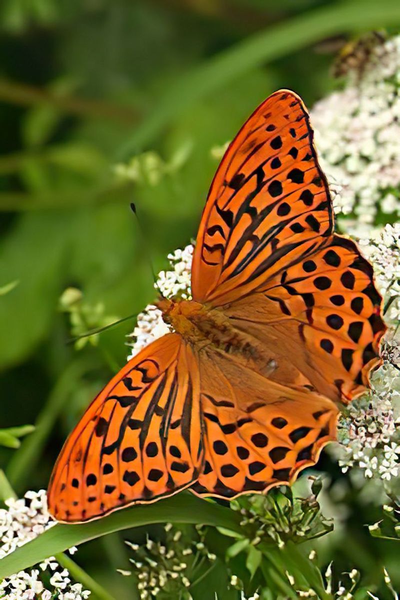 Comma Butterfly