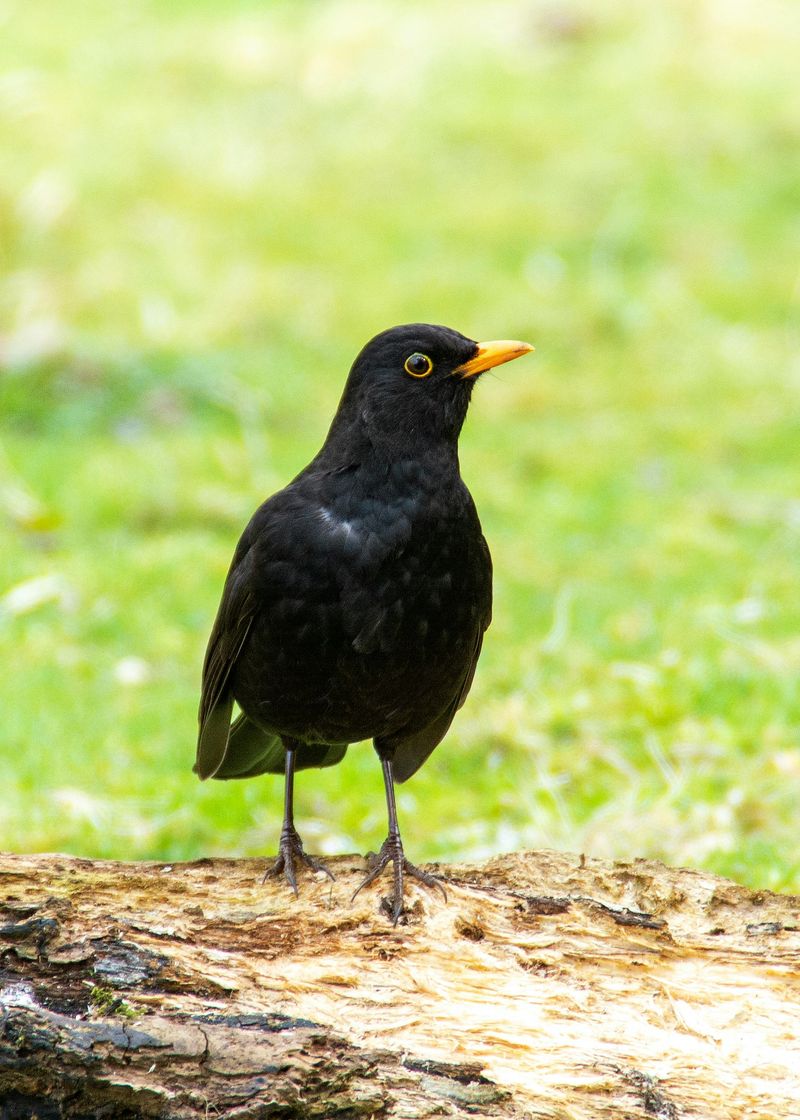 Common Blackbird