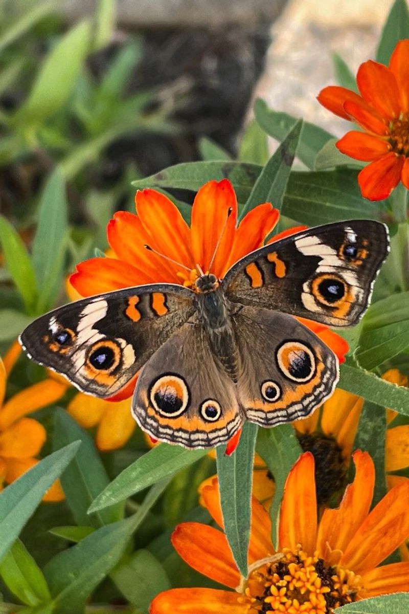 Common Buckeye