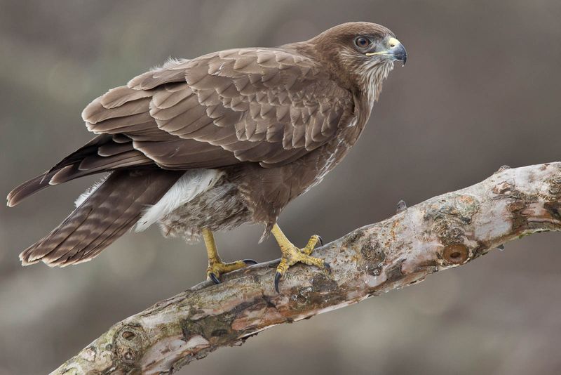 Common Buzzard