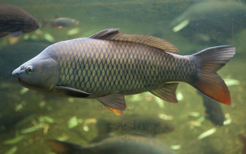 Common Carp