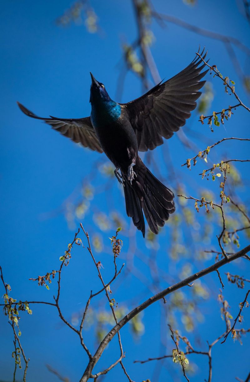 Common Grackle