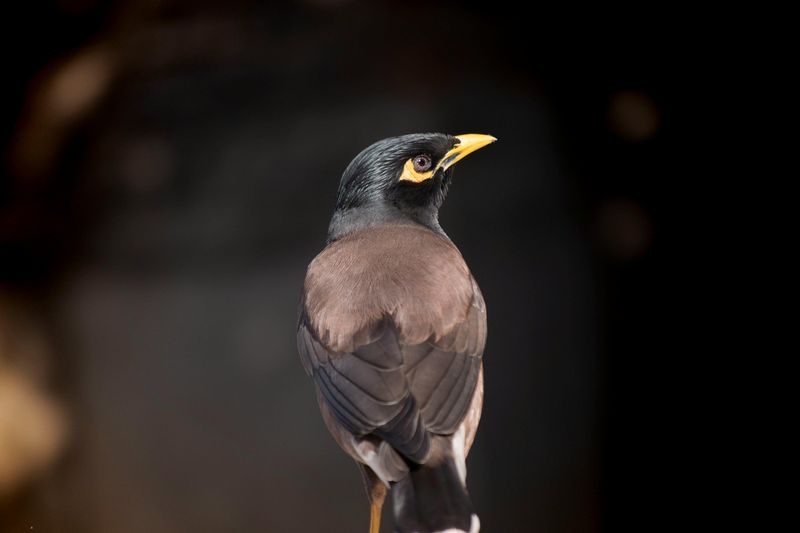 Common Hill Myna