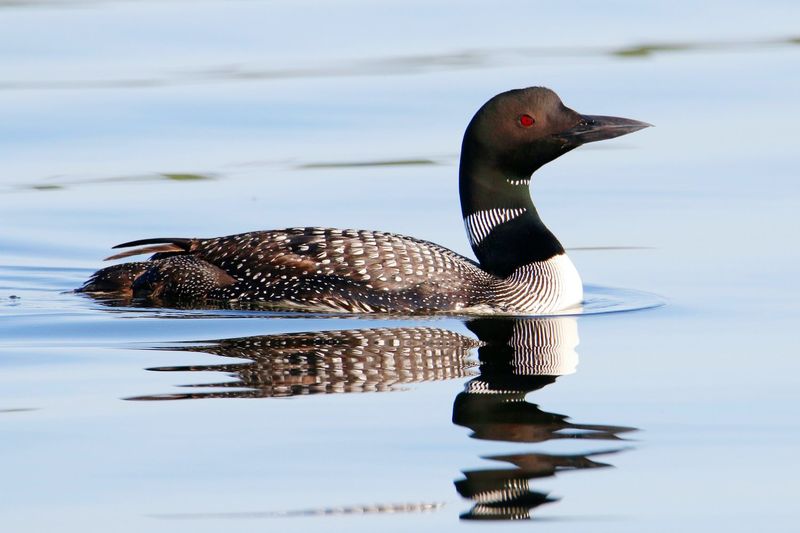 Common Loon