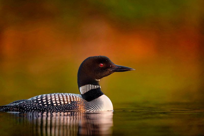 Common Loon