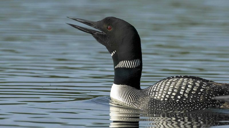 Common Loon