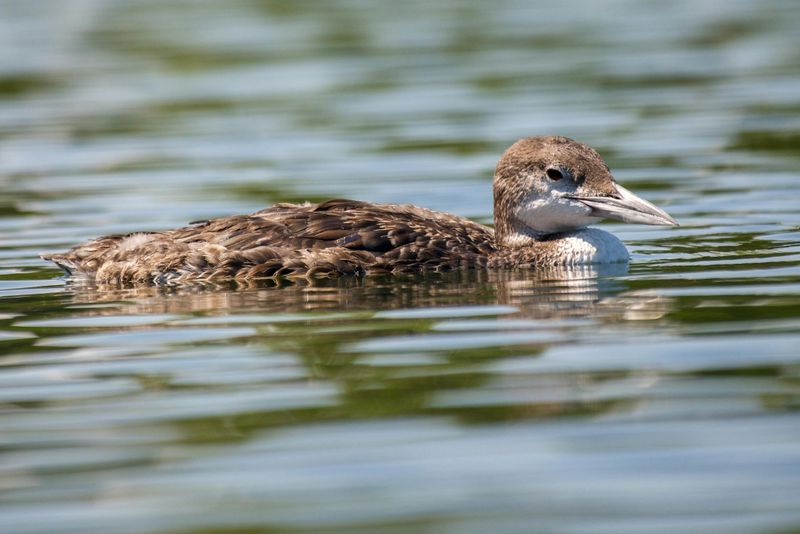 Common Loon