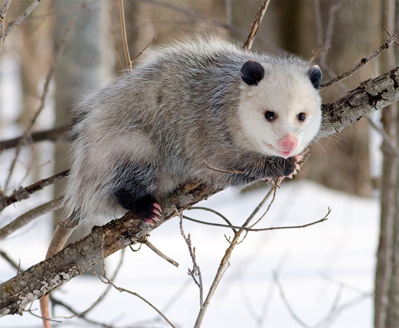 Common Opossum