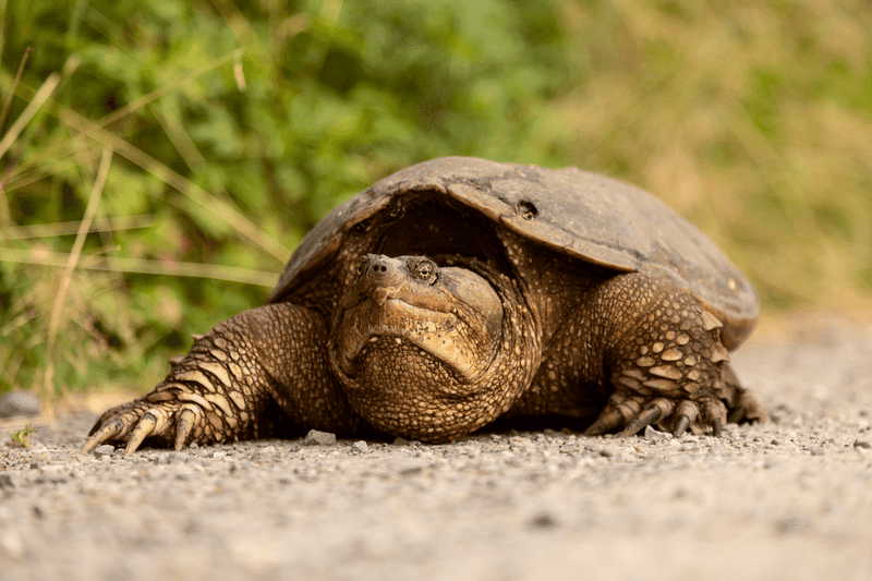 Common Snapping Turtle