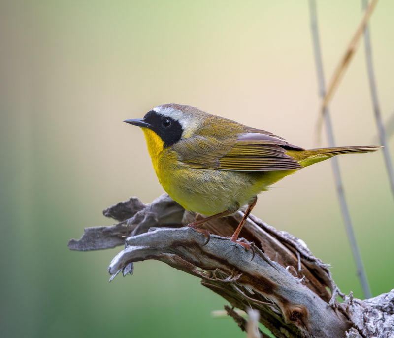 Common Yellowthroat